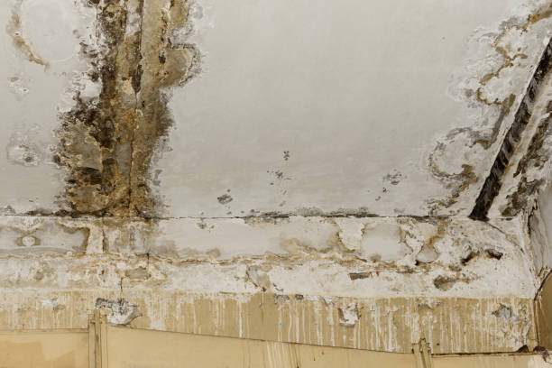 North Bennington, VT Mold Inspection, Removal & Remediation Company